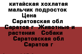 китайская хохлатая  мальчик подросток › Цена ­ 7 000 - Саратовская обл., Саратов г. Животные и растения » Собаки   . Саратовская обл.,Саратов г.